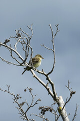 An Alder Flycatcher (Empidonax alnorum) perches on a dead tree while searching for food at Alaska's Potter Marsh.