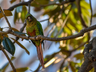 maroon-bellied parakeet (Pyrrhura frontalis) perching in a tree
