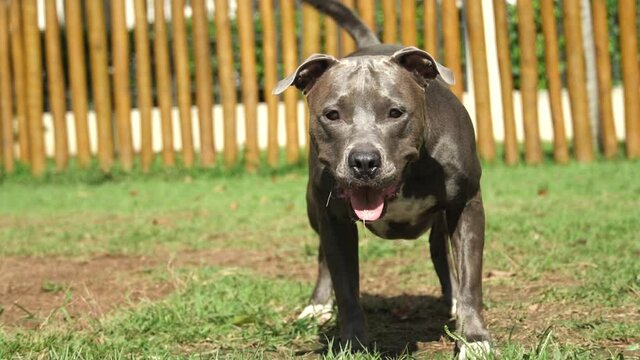 Pit bull dog playing in the park. The pitbull takes advantage of the sunny day to have fun. Dog place with green grass, and fence with wooden stakes. Toys like a ramp for him to exercise.