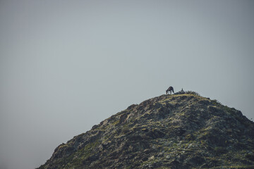 Atmospheric nature landscape with horse high on mountain top under gray clear sky in dusk. Minimalist scenery with horse silhouette on rock under twilight sky. Dark mountains minimalism with horse.