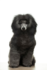 image of dog white background