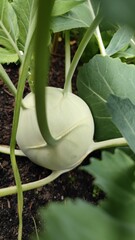 vegetables growing in the garden