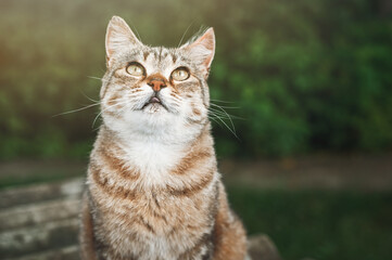 Funny short-haired tabby cat sits in the garden against the background of trees and looks up. Beautiful portrait of a cat in nature.