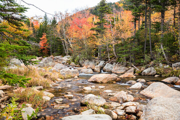 Small river through a forest during the autumn colour season