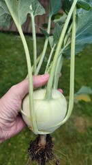 hand holding a radish