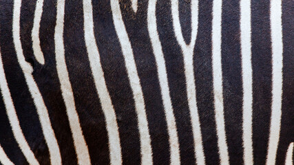 Striped zebra skin background texture