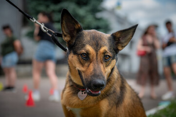 Portrait of a cute dog outdoor. Dog on a summer day close up.