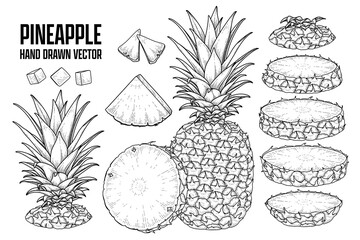 Tropical plant Pineapple Hand drawn Sketch vector Botanical illustrations
