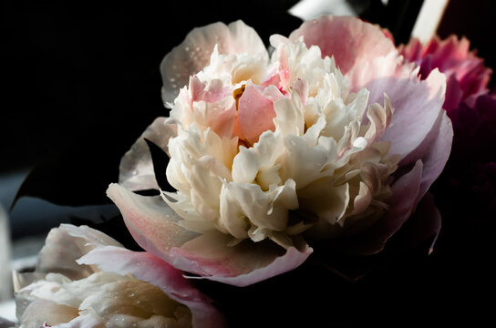 Soft focus. Blooming branches with peony flowers and buds. Close up photo as a natural background. Dark background. White and pink peonies flowers. Floral background. Pastel peony flowers as floral