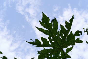 leaves against blue sky