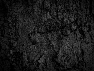 Black tree bark background Natural beautiful old tree bark texture According to the age of the tree with beautiful bark during the summer	
