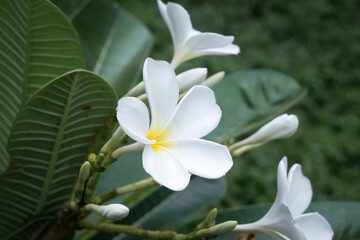 White Plumeria flowers bouquet, white and yellow color.