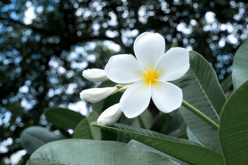 White Plumeria flowers bouquet, white and yellow color.
