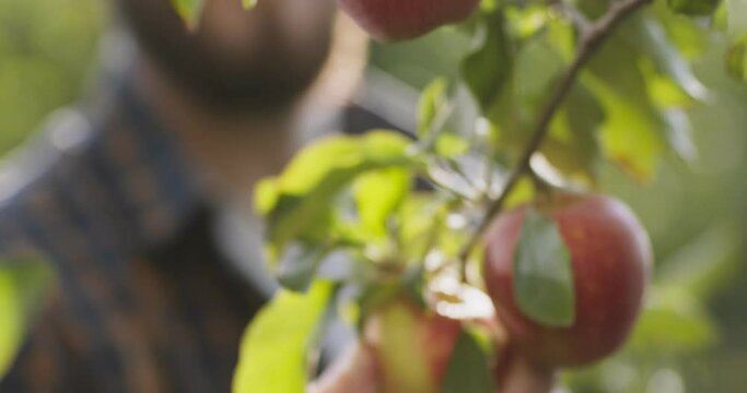Agriculture and harvesting. Close up of ripe organic apple hanging on branch, blurred gardener picking fruits from tree