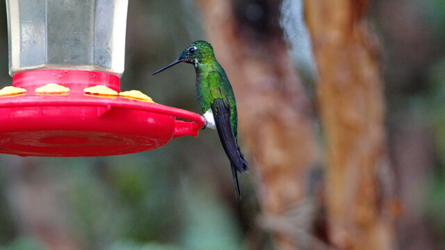 Golden-breasted puffleg (Eriocnemis mosquera) perched on a hummingbird feeder at the Yanacocha Ecological Reserve, outside of Quito, Ecuador