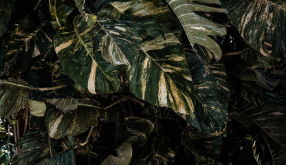 Naturalne biało zielone tło z tropikalnych liści. - obrazy, fototapety, plakaty