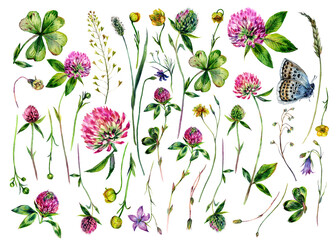 Hand Painted Watercolor Collection of Clover Wildflowers - 441786508