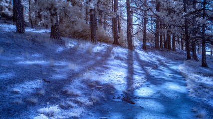 Chilling affect of a pine forest shot in infrared