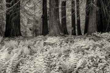 Old growth cedar trees and ferns with infrared