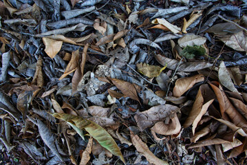 Dry leaf put on the floor ,abstract background