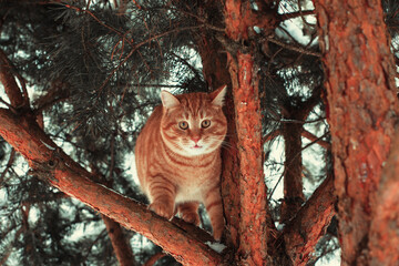Portrait of a ginger cat. The cat is eating. The cat has large yellow eyes. Selective focus image.