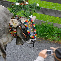 geschmückte kuh beim almabtrieb im stubaital