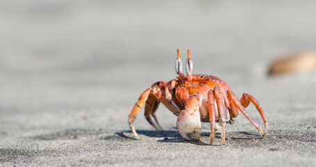 crab on the beach
