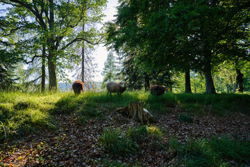 Walk in the park. This beautiful park is located in Oslo, Norway. It has a preserved old building open for the public. Sheep's are grassing freely. Ducks and wildlife are also found here.  