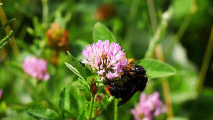Bumblebee collects honey on a clover.
