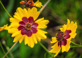 Plains Coreopsis growing along the nature trail in Pearland, Texas!