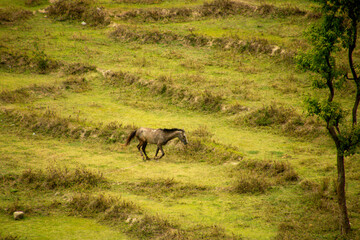 Horses grazing at various places