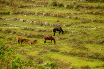 Horses grazing at various places