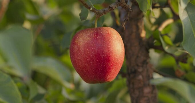 Fresh and juicy organic ripe red apple ready for harvest in plantation orchard, hanging on branch with green leaves
