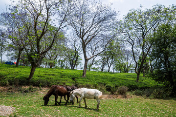 Obraz na płótnie Canvas Horses grazing at various places