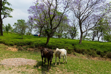 Horses grazing at various places