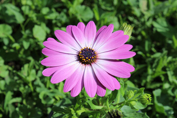 Wallpaper beautiful big pink flower close-up in the garden in nature. Dimorphotheca ecklonis