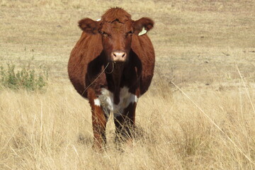 Naklejka na ściany i meble Brown pregnant cow in a golden grass field