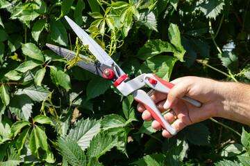 Gardener pruning ivy plant with secateur or pruner in garden
