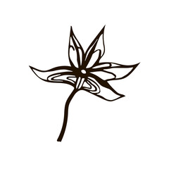 isolated element spice star anise black and white logo vector