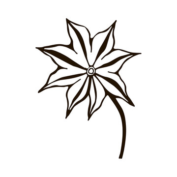 recommend clip art: isolated element  star anise black and white vector