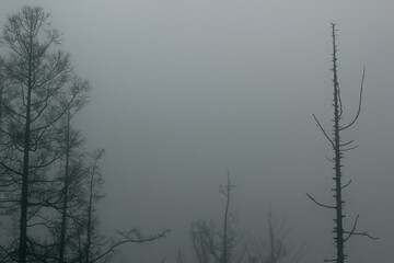 Silhouette of the forest in the fog