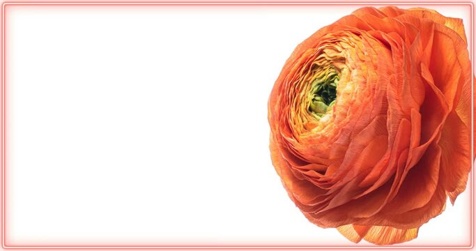 Beautiful orange ranunculus flower opening on white background. Wedding, Valentines Day, Mothers Day concept. Holiday, love, birthday design backdrop with place for text or image. Congratulation