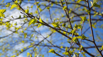 tree branches with young green leaves against a blue sky forest summer sunny spring summer background