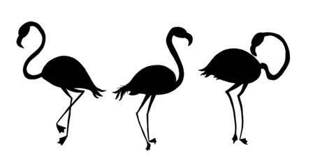 A group of flamingos in different poses. Black silhouette. Vector illustration.