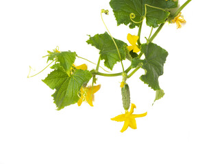Cucumber plant. Cucumber with leafs and flowers isolated on white background.