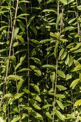 Fototapeta premium Naturalne zielone roślinne tło, wiszący bluszcz.