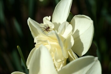 Nice small spider insect on the Daffodil Narcissus yellow white flower garden close up view macro closeup. High quality photo
