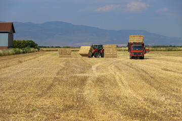 Fototapeta na wymiar Wheat field harvest and straw bales loaded into the vehicle.