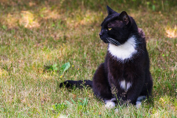 Naklejka na ściany i meble A black and white tomcat enjoying the sunshine in the garden.