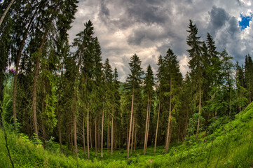 Fototapeta na wymiar Hiking on the Rennsteig in the Thuringian Forest 